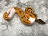 Enchi Orange Dream Pied