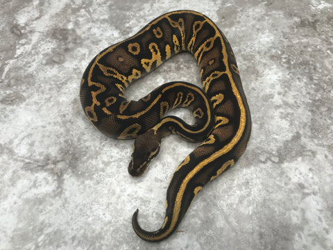 Black Head Pastel Leopard Het Clown