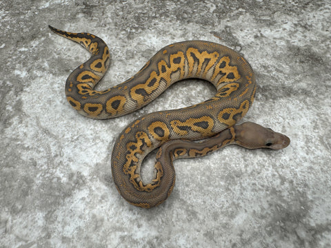 Black Pastel Special Hypo Clown