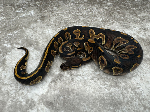 Black Head Yellow Belly Het Desert Ghost