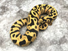 Leopard Yellow Belly Desert Ghost Het Clown or Het Cryptic