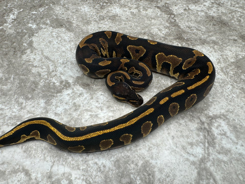 Black Head Yellow Belly Het Desert Ghost