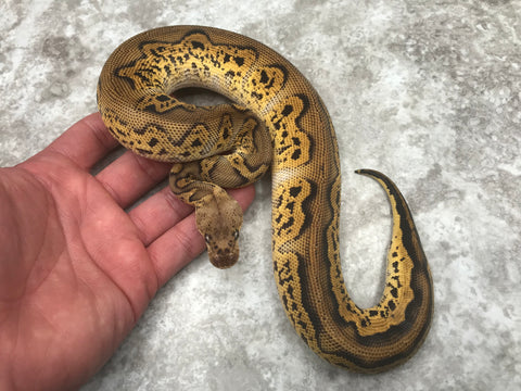 Black Head Pastel Clown