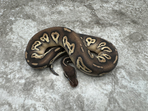 Black Head Mojave Yellow Belly Pastel Het Desert Ghost