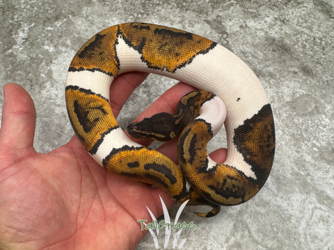 Black Head Pied 50% Het Lavender