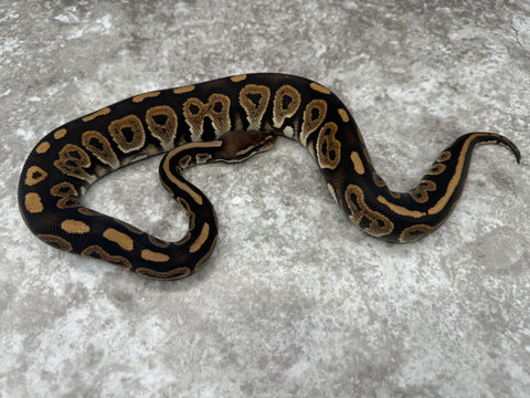 Black Pastel Het Hypo 66% Het Clown