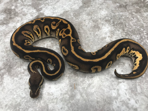 Black Head Pastel Leopard Het Clown