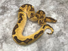 Enchi Orange Dream Yellow Belly Clown