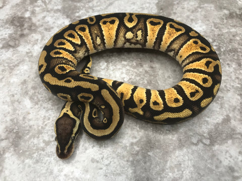 Black Head Pastel Het Clown