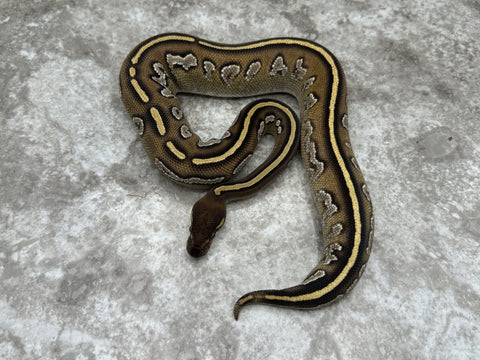 Black Head Pastel Mojave Het Hypo