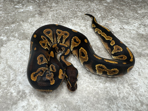 Black Head Yellow Belly Het Desert Ghost