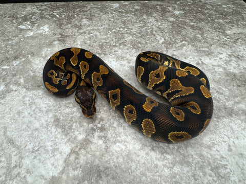 Black Head Yellow Belly Het Desert Ghost