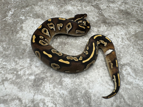 Black Head Mojave Yellow Belly Het Desert Ghost