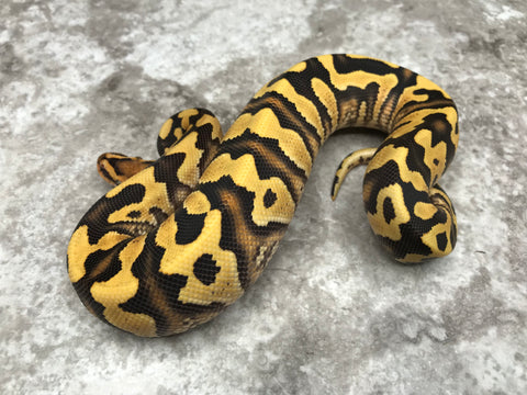 Living Art Reptiles ™ on X: Bellezza! :-) Super Lace Yellow Belly