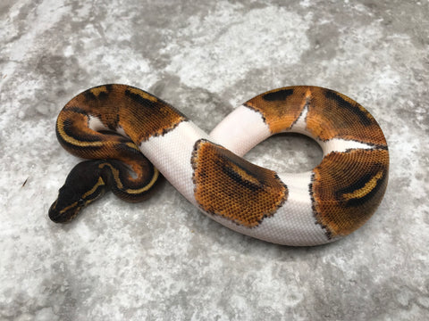 Black Head Pied 50% Het Lavender