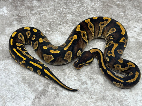 Black Head Yellow Belly Het Clown