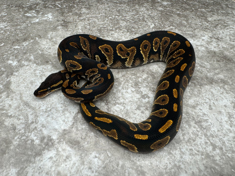 Black Head Yellow Belly Het Desert Ghost