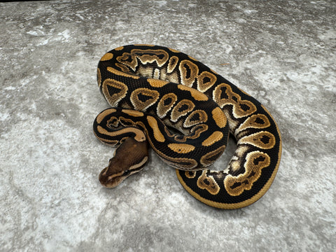 Black Pastel Special Het Hypo 66% Het Clown