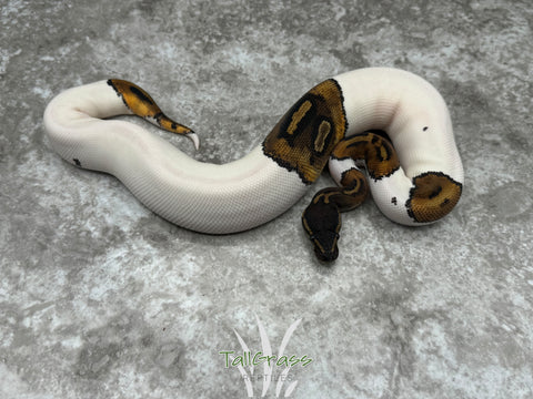 Black Head Pied 50% Het Lavender