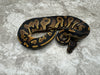 Black Head Yellow Belly Het Desert Ghost