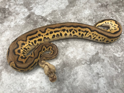 Black Head Pastel Leopard Clown