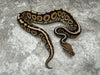 Black Pastel Spotnose Special Het Hypo 66% Het Clown