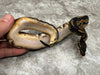 Black Head Yellow Belly Het Desert Ghost