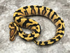 Yellow Belly Crypton Desert Ghost