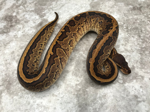 Black Head Yellow Belly Pinstripe Het Desert Ghost