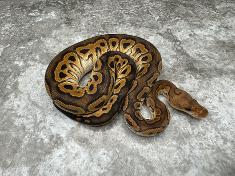 Black Pastel Clown Het Hypo