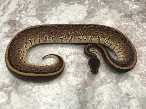 Black Head Pinstripe Het Desert Ghost