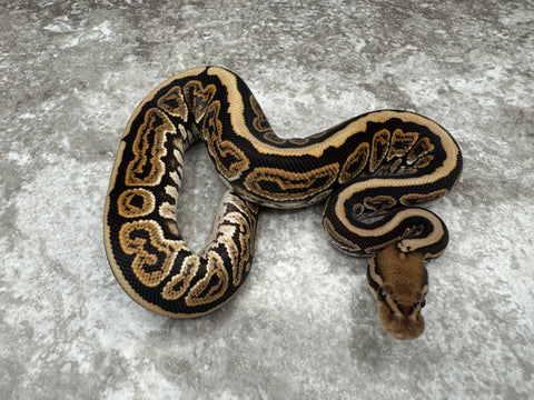 Black Pastel Special Het Hypo 66% pos Het Clown