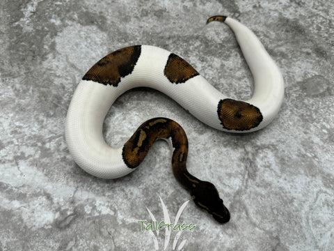 Black Head Pied 50% Het Lavender