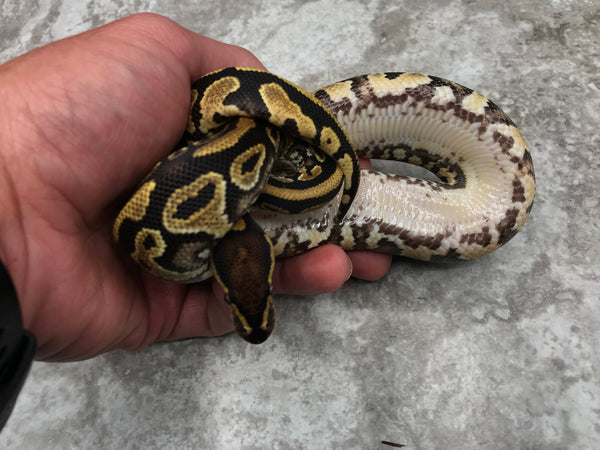 Asphalt Het Clown – TallGrass Reptiles