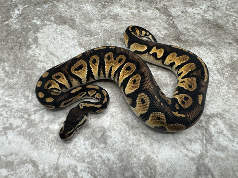 Black Head Pastel Het Desert Ghost