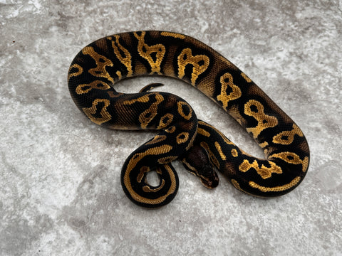 Black Head Pastel Yellow Belly Het Desert Ghost