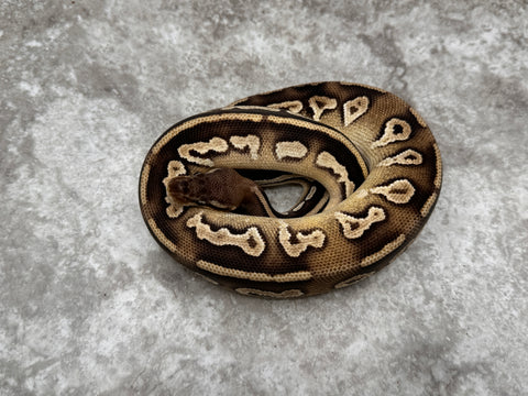 Black Head Pastel Mojave Het Desert Ghost