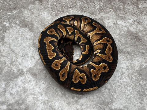 Black Head Yellow Belly Het Desert Ghost