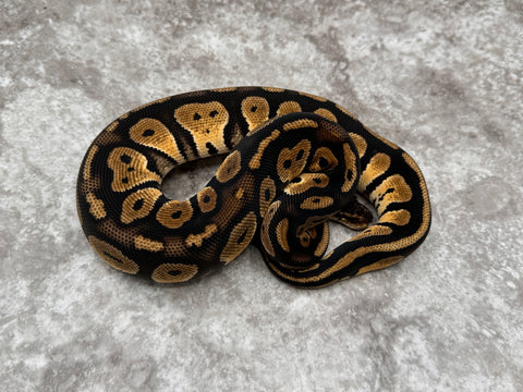 Black Head Pastel Het Desert Ghost