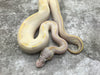 Pastel Ivory het Desert Ghost