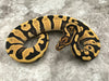 Leopard Desert Ghost 50% pos Het Clown