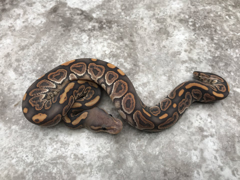 Black Pastel Hypo Het Clown