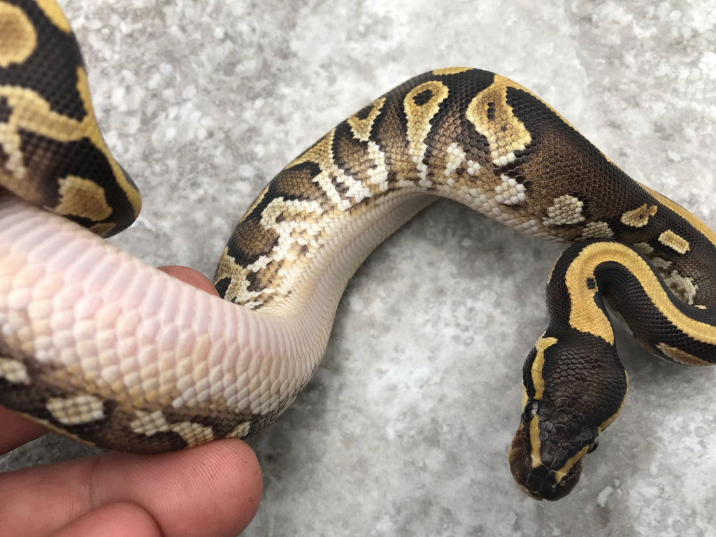 Mojave Yellow Belly Het Pied – TallGrass Reptiles