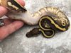 Mojave Yellow Belly Het Desert Ghost