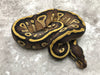 Mojave Yellow Belly Het Desert Ghost